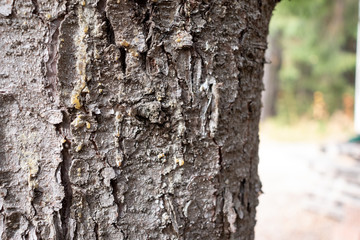 Sap on tree seeps out of bark cracks