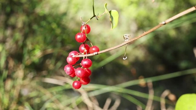 Red berries of common smilax