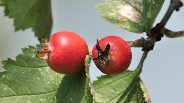 Small Red Wild Apples (Crataegus Azarolus) fruits on tree branch in spring