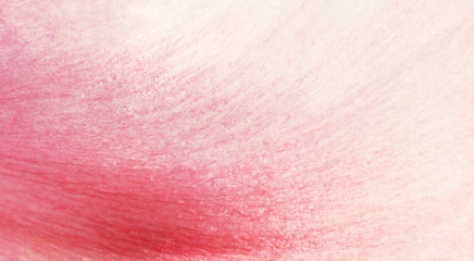 Fototapeta premium Texture of pink peony flower petal