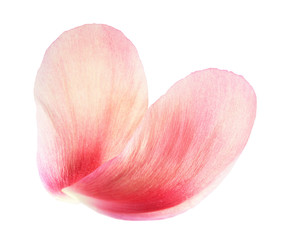 Closeup of two pink peony flower petals © Ortis