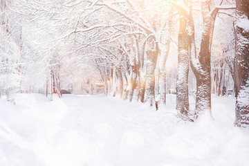 Winter landscape. Forest under the snow. Winter in the park.