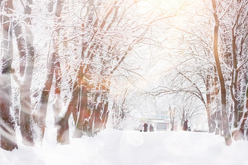 Winter landscape. Forest under the snow. Winter in the park.