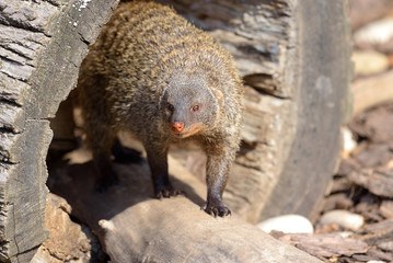 Portrait of Banded mongoose - Mungos mungo on the log.