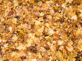 Autumn leaves