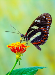 Beautiful butterfly sitting on flower in a summer garden