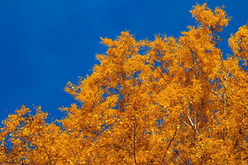 Yellow birch tree and blue sky in the fall. Beautiful bright autumn view with leaves and branches lit by natural sunlight.