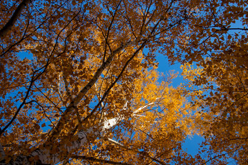 Yellow birch tree and blue sky in the fall. Beautiful bright autumn view with leaves and branches lit by natural sunlight.