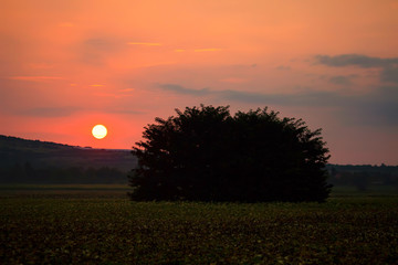 Sunset through an oak tree, red colors over the summer field, bulgarian nature