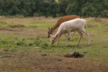 deer in the forest