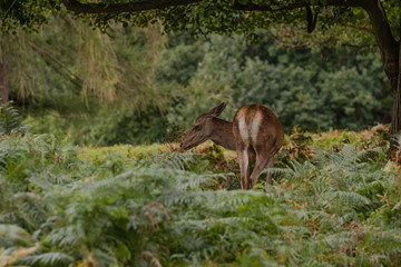 deer in the forest