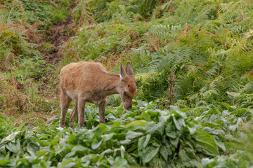 Obraz premium deer in the forest