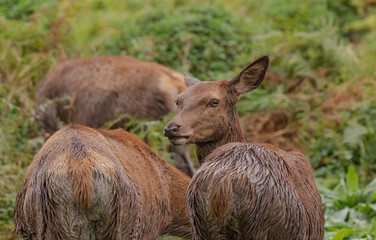 Fototapeta premium deer in the woods