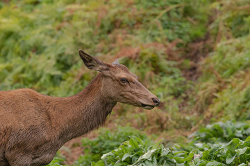 deer in the forest