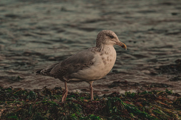 bird on beach