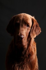 handsome brown flat coated retriever head portrait against a dark background