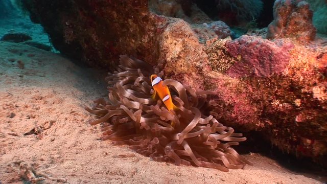 Clownfish with Sea Anemone in coral reef of Red Sea