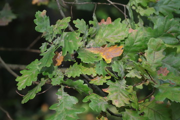 Blätter am Ahornbaum