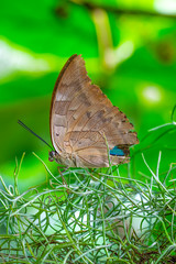 Beautiful butterfly sitting on flower in a summer garden