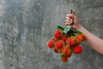 Hand holding a bunch of Rambutan with dark background. The small and round tropical fruit with red hair outside with sweet juicy meat inside. It is native in Southeast Asian regions.