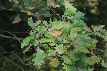 Blätter am Ahornbaum
