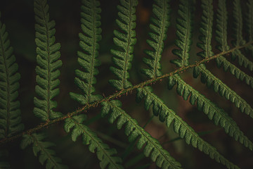 fern leaves on green background
