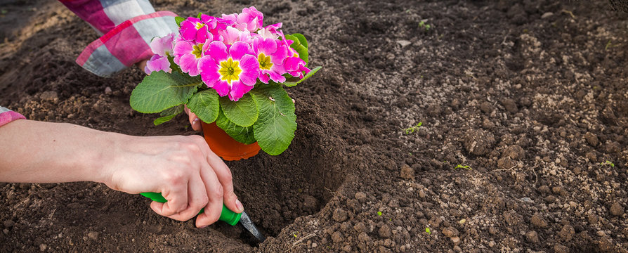 Gardeners Hands Planting Flowers At Back Yard Gardening Tools On Soil Background. Spring Garden Works Concept