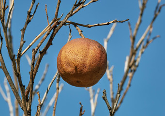 Vertrocknete Orangen.