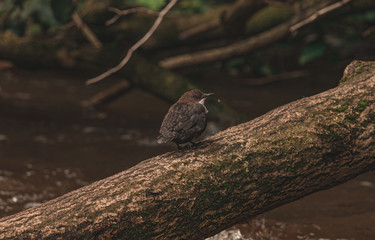 bird on tree