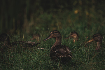 duck on grass