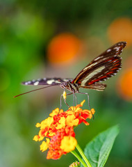 Beautiful butterfly sitting on flower in a summer garden