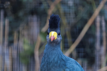 Touraco géant en gros plan