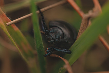 beetle on leaf