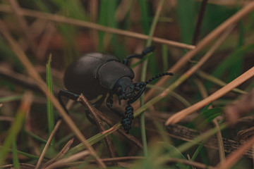 beetle on leaf