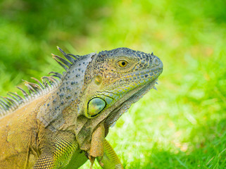 Iguana lizard Colombia 