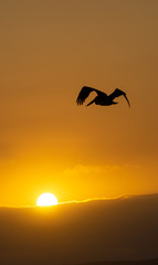 Fototapeta na wymiar Pelican Sunset Peru
