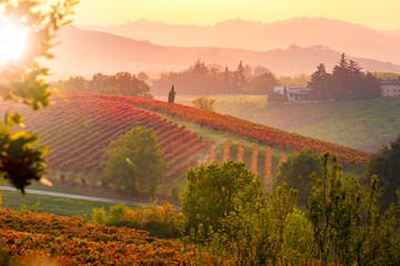 Autumn vineyards landscape. Geometric shapes and textures