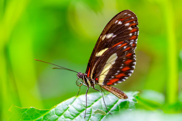 Naklejka na ściany i meble Beautiful butterfly sitting on flower in a summer garden