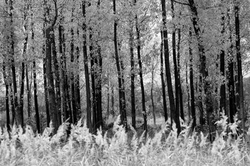 Black and white abstract forest picture 