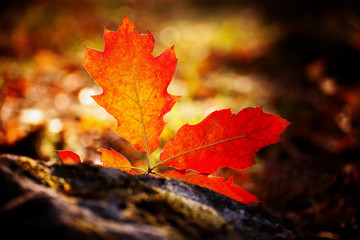close-up colorfull autumn leaf, fall season details 