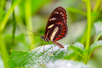 Obraz na płótnie Canvas Beautiful butterfly sitting on flower in a summer garden