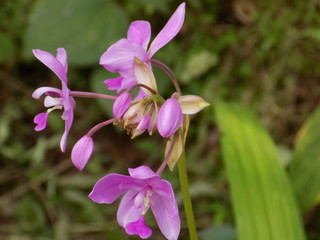 violet Orchid