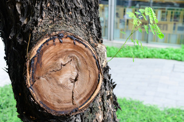 A wound of a trimmed branch on tree
