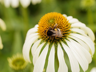 Bombus terrestris | Buff-tailed bumblebee or large earth bumblebee
