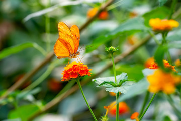 Beautiful butterfly sitting on flower in a summer garden