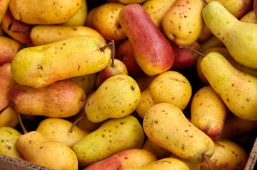  Bunch of organic fresh pears on a market. Pears of medium size. It can be used as a background. Healthy eating concept