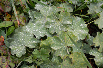 wassertropfen auf grünen blättern