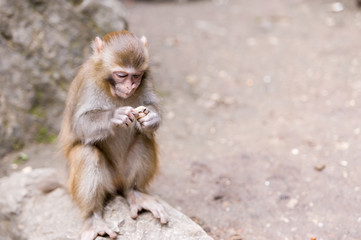Wild brown monkey feeding on peanut