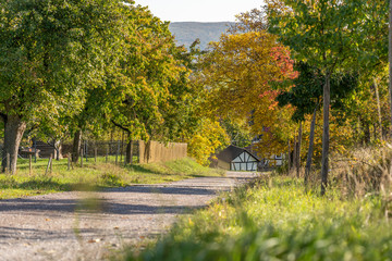 Herbstlicher Feldweg im Sonnenschein