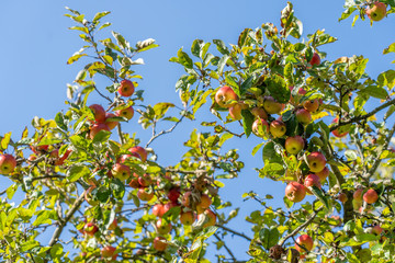 Reife Äpfel warten auf die Ernte